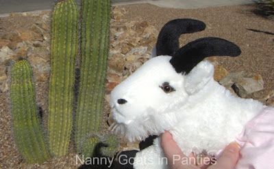 lacy posing with first cactus in Tucson